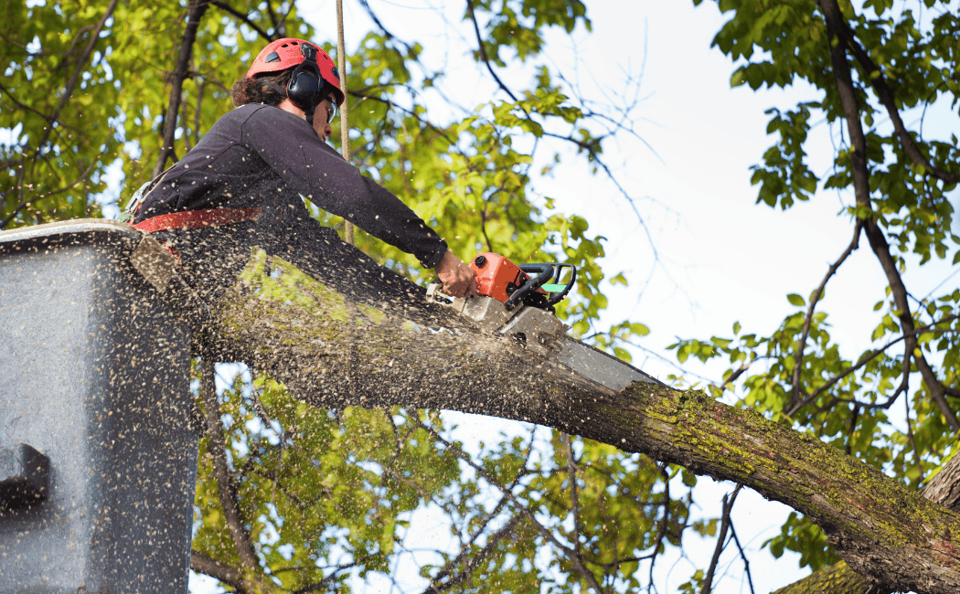 Chandler, AZ Arborist - Arizona Urban Arborists