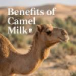 CAMEL mlik Profile Picture