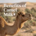 camel milk Profile Picture