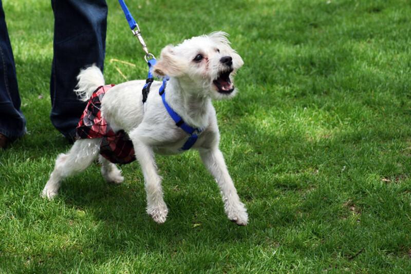 How Can Dog Training in Brooklyn Help with Leash Pulling and...